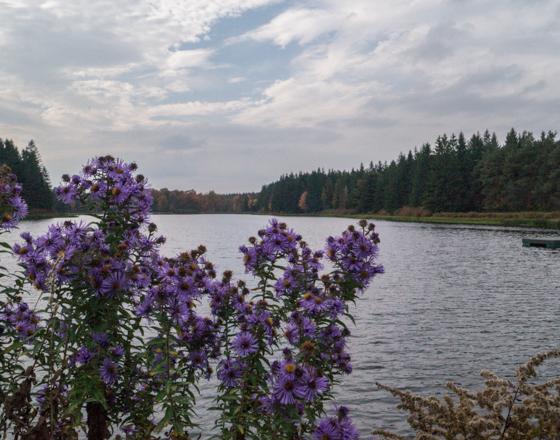 Foster Lake with flowers